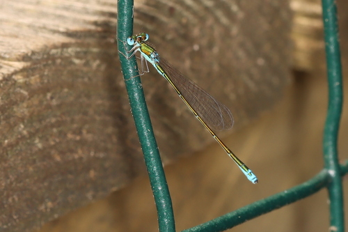 nehalennia irene