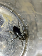 Carabus scheidleri