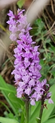 Dactylorhiza incarnata incarnata