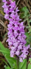 Dactylorhiza incarnata incarnata
