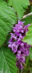 Dactylorhiza incarnata incarnata