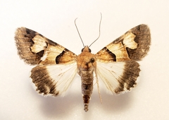 Drasteria pallescens