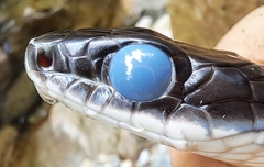 Chironius grandisquamis