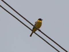 Emberiza melanocephala