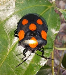 Brachystethus rubromaculatus