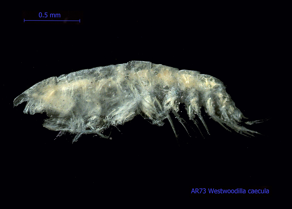 Westwoodilla caecula