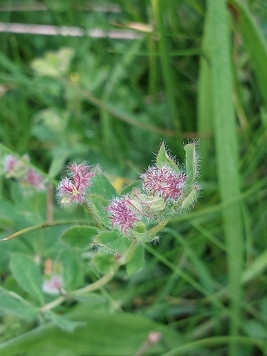 Lotus pedunculatus