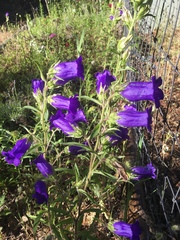 Campanula medium