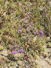 Limonium ramosissimum