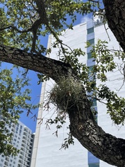 Tillandsia recurvata