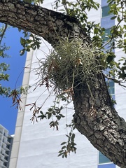 Tillandsia recurvata