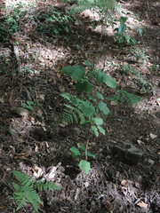 Acer opalus obtusatum