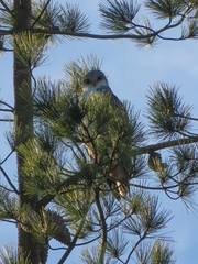 Geranoaetus polyosoma polyosoma