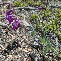 Penstemon secundiflorus