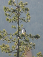 Geranoaetus polyosoma polyosoma