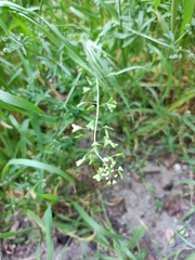 Capsella bursa-pastoris