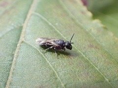Hylaeus communis