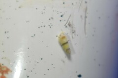 Empoa casta