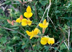 Lotus corniculatus
