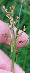 Juncus acutiflorus