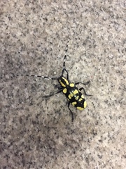 Anoplophora horsfieldii