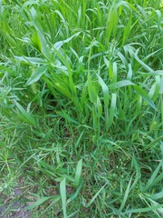 Capsella bursa-pastoris