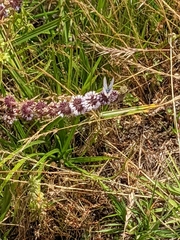 Euphilotes enoptes smithi