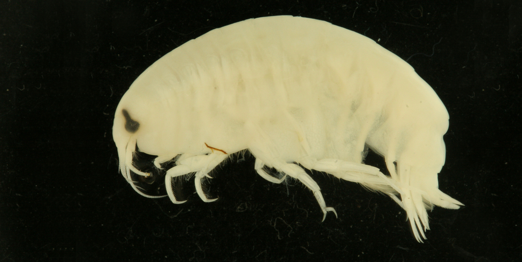 Anonyx nugax