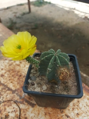 Echinocereus subinermis subinermis