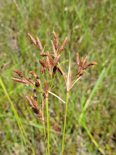 Image of Fimbristylis castanea by (c) Jay Horn, some rights reserved (CC BY)