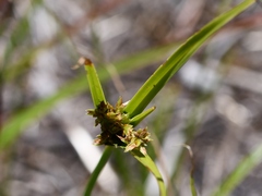 Cyperus schweinitzii