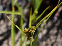 Cyperus schweinitzii