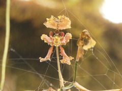 Cyrtochilum serratum