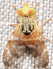 Procecidocharoides penelope