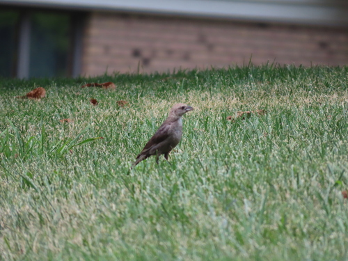 Brown-headed Cowbird photographed in Indiana