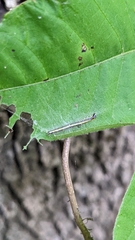 Epipaschia superatalis