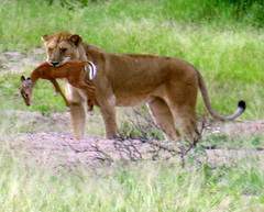 Panthera leo melanochaita