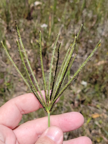 Image of Eustachys glauca by (c) Jay Horn, some rights reserved (CC BY)