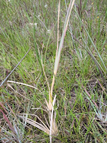 Image of Eustachys glauca by (c) Jay Horn, some rights reserved (CC BY)