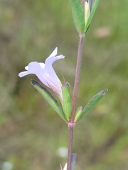 Dyschoriste angusta