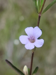 Dyschoriste angusta