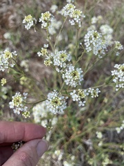 Lepidium alyssoides