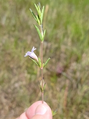 Dyschoriste angusta
