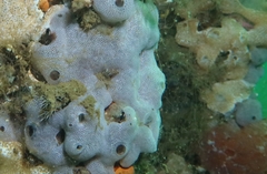 Lissoclinum perforatum