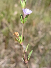 Dyschoriste angusta