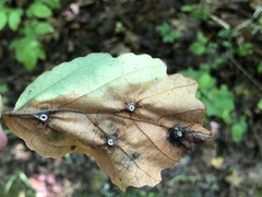 Hormaphis hamamelidis
