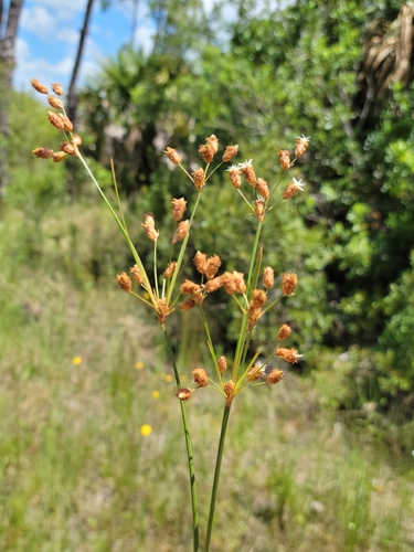 Carolina Fimbry (Fimbristylis caroliniana)