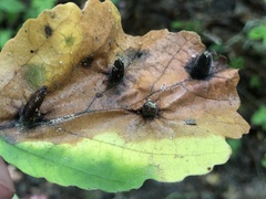 Hormaphis hamamelidis