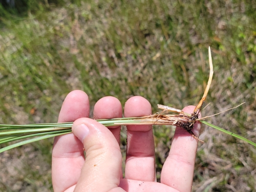 Image of Fimbristylis caroliniana by (c) Jay Horn, some rights reserved (CC BY)