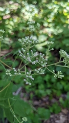 Eupatorium sessilifolium